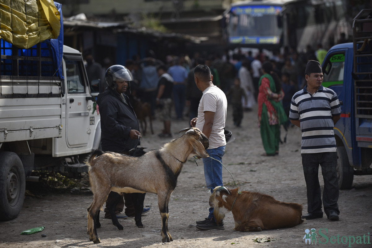 https://www.setopati.com/uploads/shares/समाज/goat/Goat Market (1).JPG